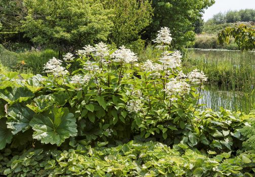 detail of white hydrangea hortensi flower in garden outdoor