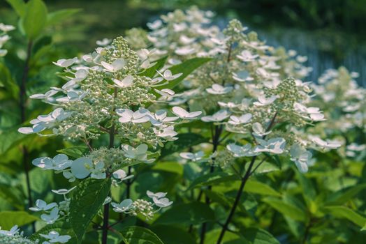 detail of white hydrangea hortensi flower in garden outdoor