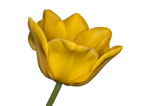 Yellow tulip on a white background shot closeup