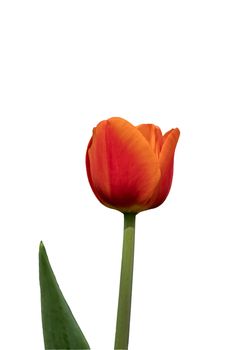 Red tulip on a white background close-up, vertical format