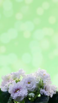 Spring flowers. Tender white terry violets on a blurred green background. Free space for your text.