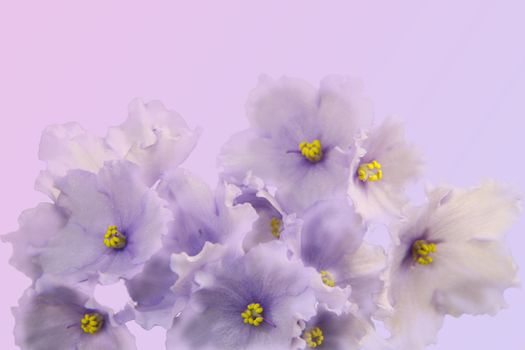 Spring flowers. Gorgeous white-violet violets on a gradient background. Free space for your text.