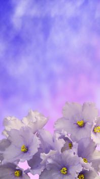 Spring flowers. Gorgeous white-violet violets on a gradient background. Free space for your text.