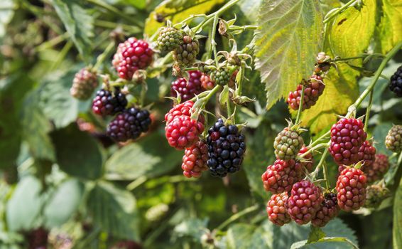shrub with ripe and unripe blackberries in red and black with green leaves as background in nature in holland