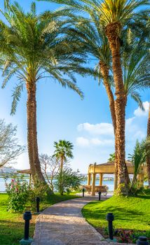 Green grass field with palm tree in public park