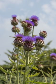 artichoke flower in summer garden in Holland with clouds at the blue sky
