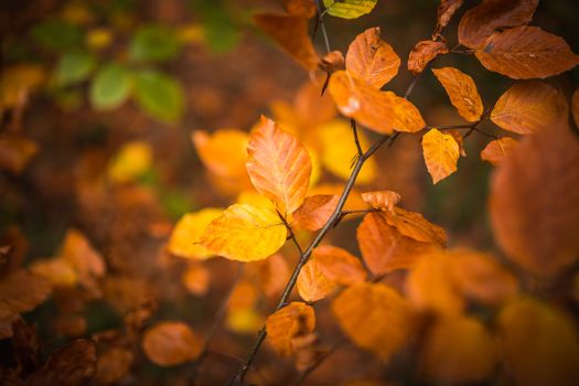 Fall, autumn, leaves background. A tree branch with autumn leaves of a beech blurred background.