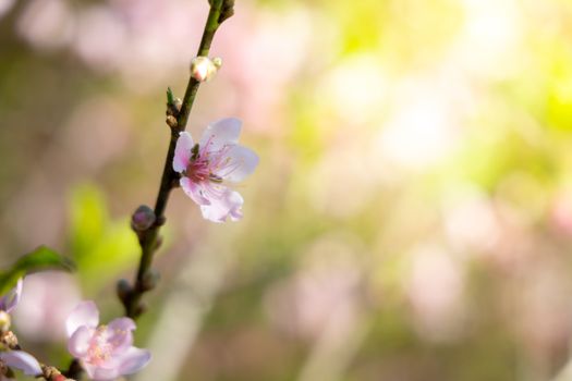 Sakura flowers blooming blossom in Chiang Mai, Thailand, nature background