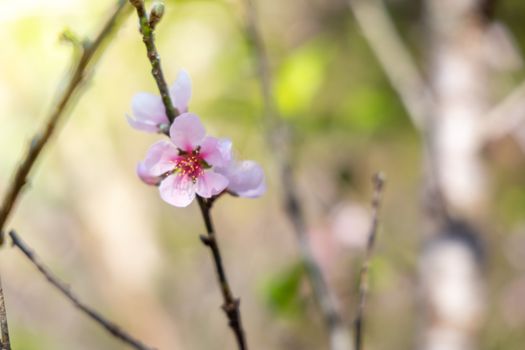 Sakura flowers blooming blossom in Chiang Mai, Thailand, nature background