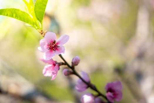 Sakura flowers blooming blossom in Chiang Mai, Thailand, nature background