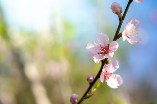 Sakura flowers blooming blossom in Chiang Mai, Thailand, nature background