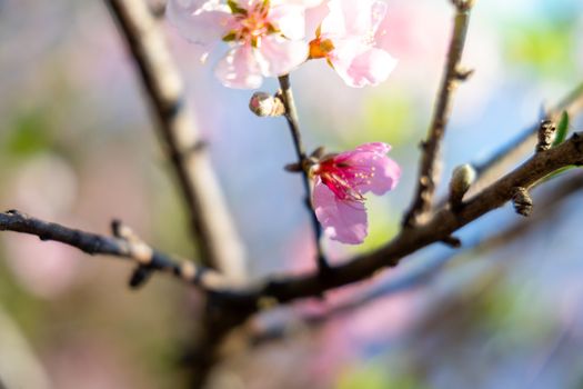 Sakura flowers blooming blossom in Chiang Mai, Thailand, nature background