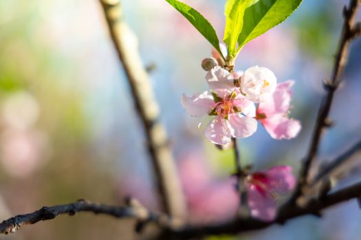 Sakura flowers blooming blossom in Chiang Mai, Thailand, nature background