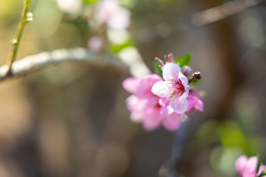 Sakura flowers blooming blossom in Chiang Mai, Thailand, nature background