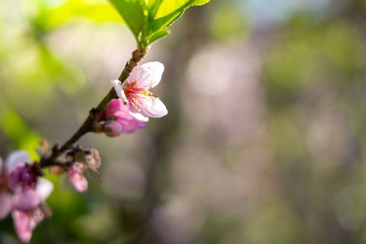 Sakura flowers blooming blossom in Chiang Mai, Thailand, nature background