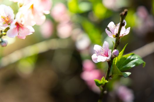 Sakura flowers blooming blossom in Chiang Mai, Thailand, nature background