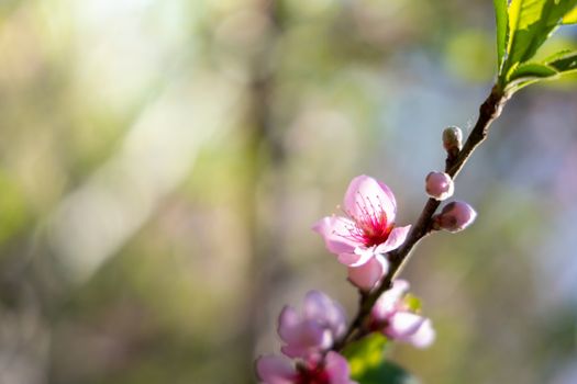 Sakura flowers blooming blossom in Chiang Mai, Thailand, nature background