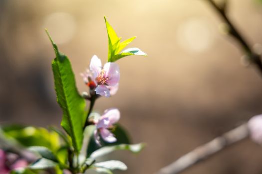 Sakura flowers blooming blossom in Chiang Mai, Thailand, nature background