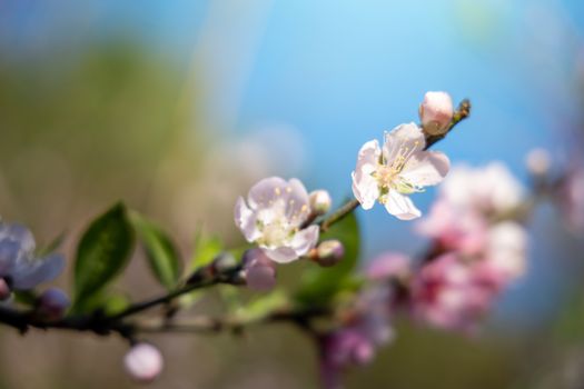 Sakura flowers blooming blossom in Chiang Mai, Thailand, nature background