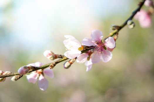 Sakura flowers blooming blossom in Chiang Mai, Thailand, nature background