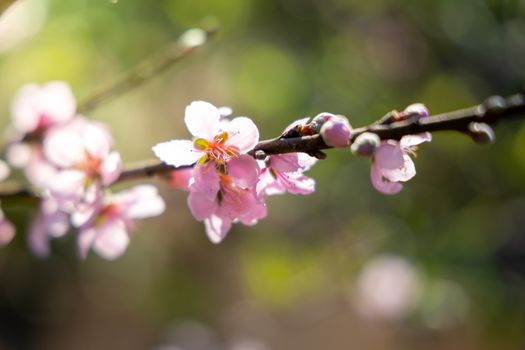 Sakura flowers blooming blossom in Chiang Mai, Thailand, nature background