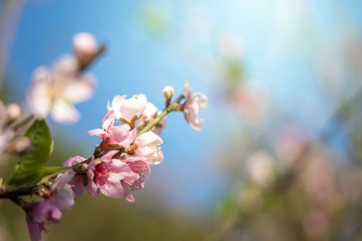 Sakura flowers blooming blossom in Chiang Mai, Thailand, nature background