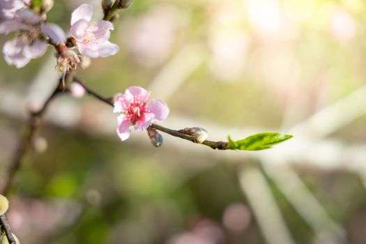 Sakura flowers blooming blossom in Chiang Mai, Thailand, nature background