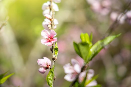 Sakura flowers blooming blossom in Chiang Mai, Thailand, nature background