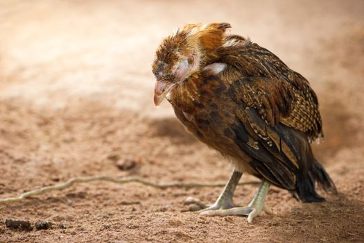 Sick chicken on the ground in farm. Copy space for text. The concept of Infectious diseases of chickens.