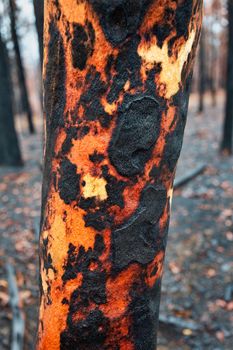 A tree with charred burnt patterns on its trunk after bush fires swept through the area