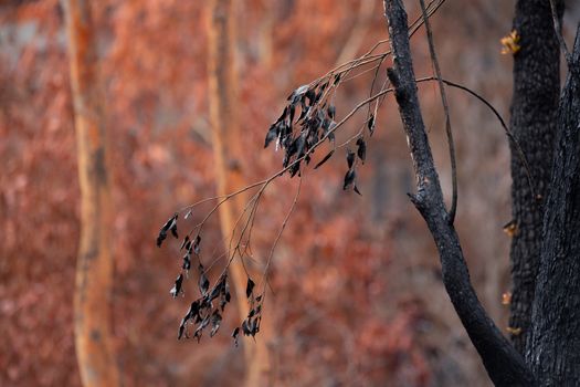 Charred and burnt blackened leaves against a backdrop of bush that has only browned from the heat of the fire. Light rain falling.   Focus to blackened leaves only with a shallow depth of field used.