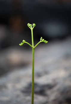 A plant springs to lifefrom the ashes just days after bush fires scroch the earth bare