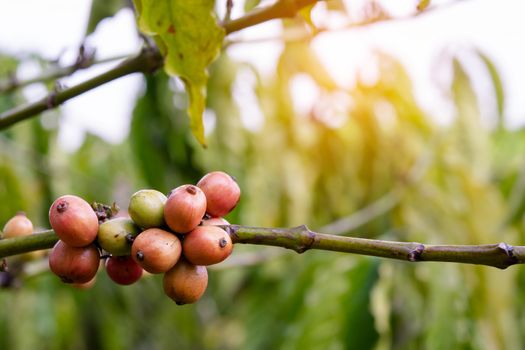 Coffee beans ripening, fresh coffee beans on coffee tree