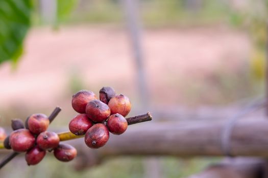 Coffee beans ripening, fresh coffee beans on coffee tree