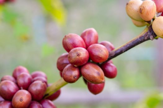Coffee beans ripening, fresh coffee beans on coffee tree