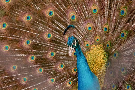 Peacock to spread his tail, showing its feathers. Close up portrait of peacock 