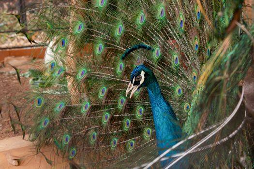 Peacock to spread his tail, showing its feathers. Close up portrait of peacock 