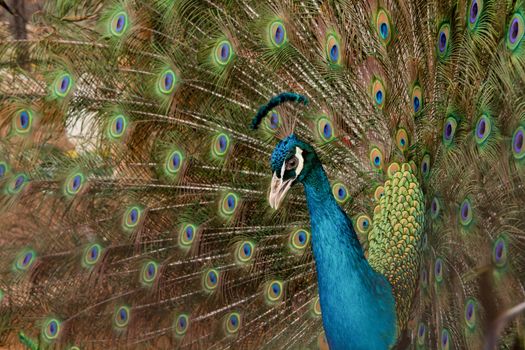Peacock to spread his tail, showing its feathers. Close up portrait of peacock 
