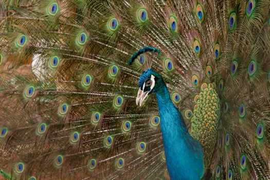 Peacock to spread his tail, showing its feathers. Close up portrait of peacock 