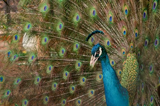 Peacock to spread his tail, showing its feathers. Close up portrait of peacock 