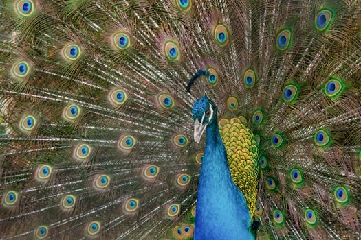 Peacock to spread his tail, showing its feathers. Close up portrait of peacock 