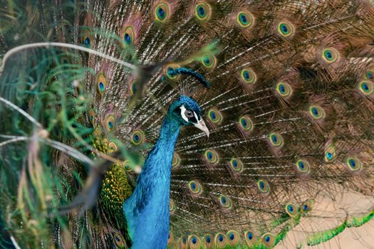 Peacock to spread his tail, showing its feathers. Close up portrait of peacock 