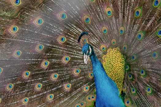 Peacock to spread his tail, showing its feathers. Close up portrait of peacock 