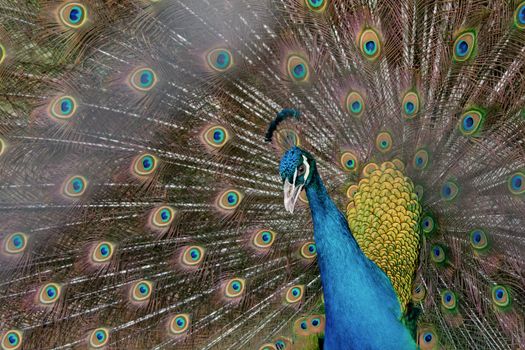 Peacock to spread his tail, showing its feathers. Close up portrait of peacock 