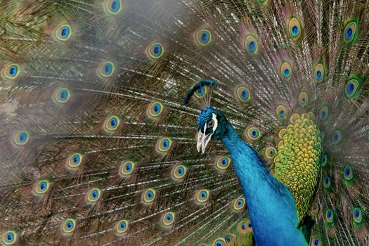 Peacock to spread his tail, showing its feathers. Close up portrait of peacock 