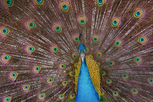 Peacock to spread his tail, showing its feathers. Close up portrait of peacock 