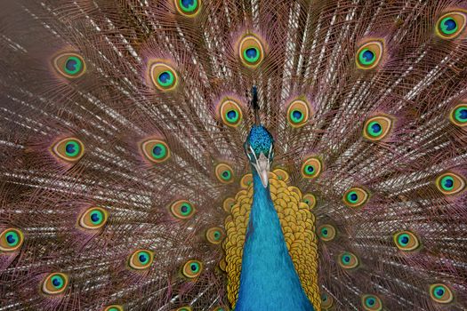 Peacock to spread his tail, showing its feathers. Close up portrait of peacock 