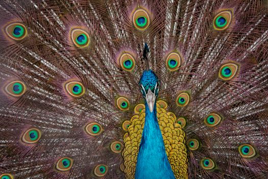 Peacock to spread his tail, showing its feathers. Close up portrait of peacock 