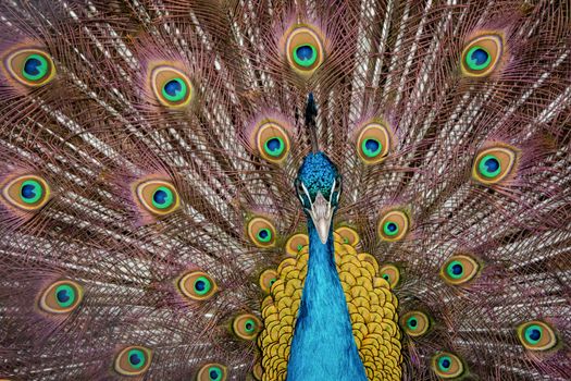 Peacock to spread his tail, showing its feathers. Close up portrait of peacock 