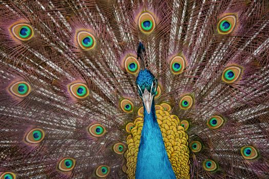 Peacock to spread his tail, showing its feathers. Close up portrait of peacock 